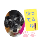 ミニュチュアシュナウザーのリーちゃん（個別スタンプ：6）