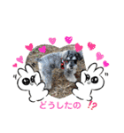 ミニュチュアシュナウザーのリーちゃん（個別スタンプ：10）