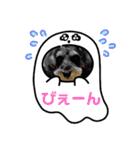 ミニュチュアシュナウザーのリーちゃん（個別スタンプ：13）