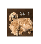 アメリカン・コッカースパニエルのキキ（個別スタンプ：4）