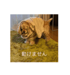 アメリカン・コッカースパニエルのキキ（個別スタンプ：9）