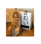 アメリカン・コッカースパニエルのキキ（個別スタンプ：11）