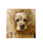 アメリカン・コッカースパニエルのキキ（個別スタンプ：12）