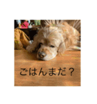アメリカン・コッカースパニエルのキキ（個別スタンプ：13）