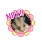 ハムハムズ(●´ω｀●)（個別スタンプ：7）