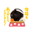 ハムハムズ(●´ω｀●)（個別スタンプ：8）