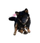 柴犬愛犬（個別スタンプ：2）