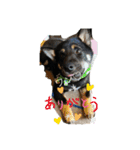 柴犬愛犬（個別スタンプ：3）