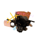 柴犬愛犬（個別スタンプ：5）