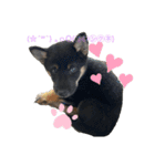 柴犬愛犬（個別スタンプ：8）