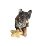 柴犬愛犬（個別スタンプ：12）