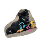 柴犬愛犬（個別スタンプ：14）