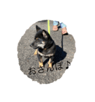 柴犬愛犬（個別スタンプ：15）