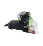 柴犬愛犬（個別スタンプ：16）