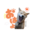すぎうら家のわんこたち（個別スタンプ：1）