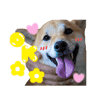 すぎうら家のわんこたち（個別スタンプ：4）
