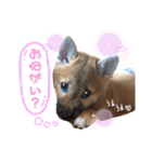 すぎうら家のわんこたち（個別スタンプ：5）