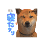 すぎうら家のわんこたち（個別スタンプ：7）