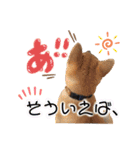 すぎうら家のわんこたち（個別スタンプ：8）