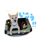 すぎうら家のわんこたち（個別スタンプ：10）