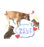 すぎうら家のわんこたち（個別スタンプ：11）
