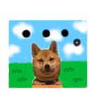 すぎうら家のわんこたち（個別スタンプ：12）
