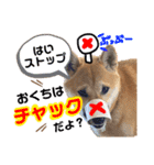 すぎうら家のわんこたち（個別スタンプ：14）