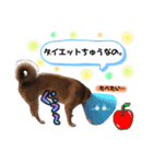 すぎうら家のわんこたち（個別スタンプ：15）