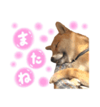 すぎうら家のわんこたち（個別スタンプ：16）