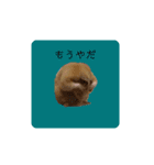 キンクマ大豆のスタンプ（個別スタンプ：4）
