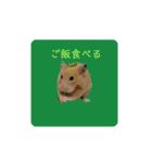 キンクマ大豆のスタンプ（個別スタンプ：5）