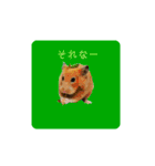 キンクマ大豆のスタンプ（個別スタンプ：15）