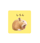キンクマ大豆のスタンプ（個別スタンプ：17）