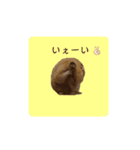 キンクマ大豆のスタンプ（個別スタンプ：23）