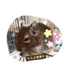 デグたんズとチョビ（個別スタンプ：4）