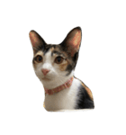 ねこにゃんこキュート（個別スタンプ：1）