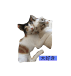 ねこにゃんこキュート（個別スタンプ：2）
