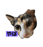 ねこにゃんこキュート（個別スタンプ：4）
