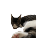 ねこにゃんこキュート（個別スタンプ：12）