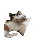 ねこにゃんこキュート（個別スタンプ：27）