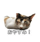 ねこにゃんこキュート（個別スタンプ：32）