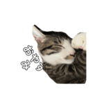 ねこにゃんこキュート（個別スタンプ：39）