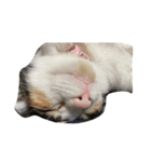 ねこにゃんこキュート（個別スタンプ：40）