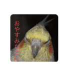 我が家の鳥カニ（個別スタンプ：1）