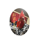 我が家の鳥カニ（個別スタンプ：3）