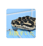 我が家の鳥カニ（個別スタンプ：7）