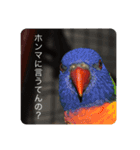 我が家の鳥カニ（個別スタンプ：8）