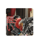 我が家の鳥カニ（個別スタンプ：9）