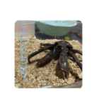 我が家の鳥カニ（個別スタンプ：11）