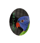 我が家の鳥カニ（個別スタンプ：15）